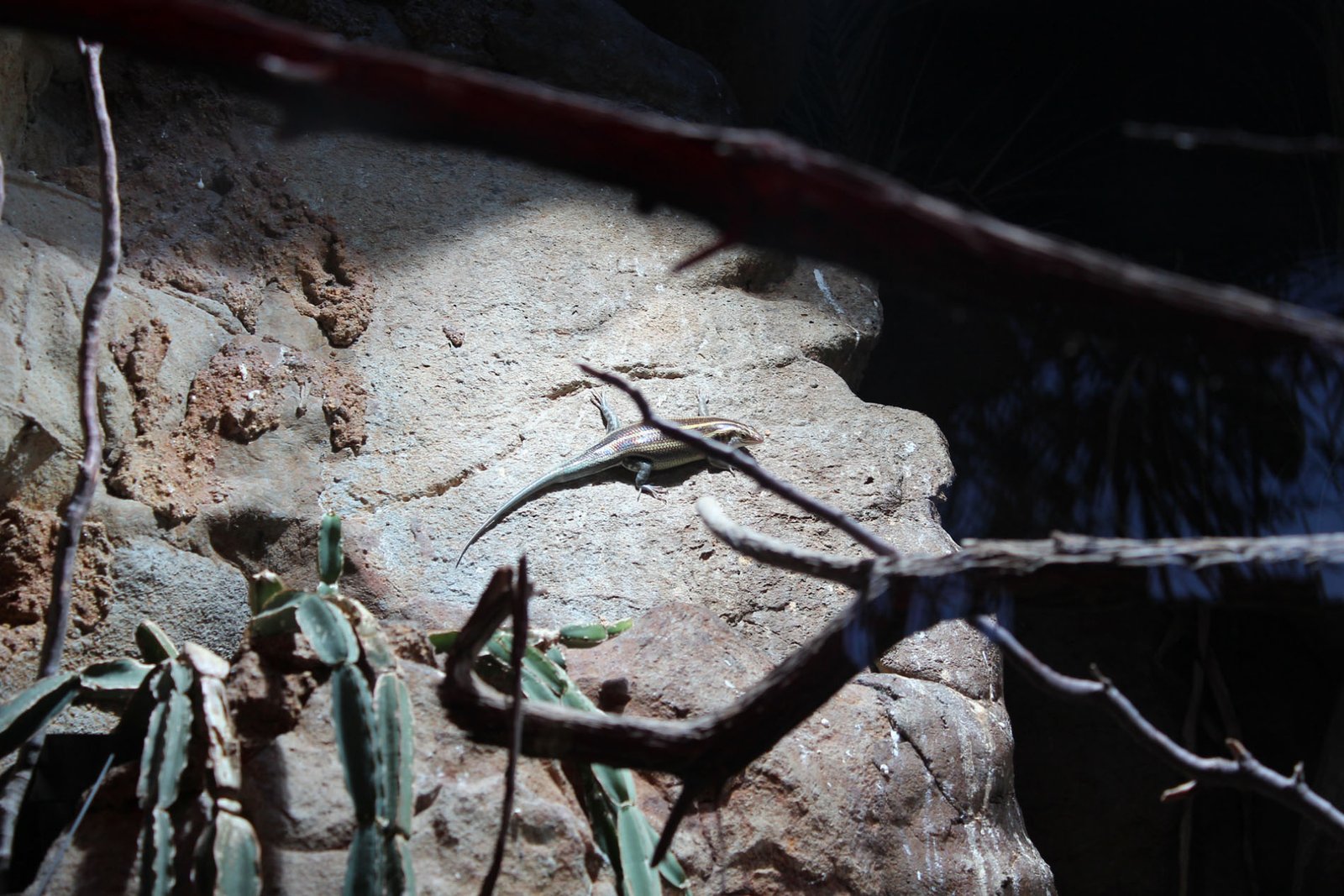 San Diego Zoo Part II 169